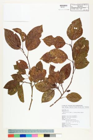 <a href="https://brmas.openmuseum.tw/muse/digi_object/aba739dd895127d1438156793eb1061c" target="_blank">台灣赤楊(台灣榿木)／中央研究院生物多樣性研究博物館植物標本館 (HAST)</a>