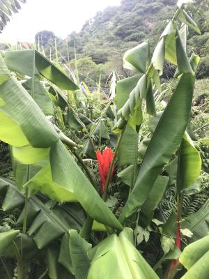 <a href="https://taieol.tw/muse/digi_object/d70bf7348300753bc90dfb1a5e2ebcf7" target="_blank">紅蕉／By：buggi／iNaturalist</a>