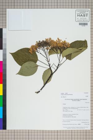 <a href="https://brmas.openmuseum.tw/muse/digi_object/abc35ef4e56930e6445a538ce1720dc8" target="_blank">燈台樹／中央研究院生物多樣性研究博物館植物標本館 (HAST)</a>