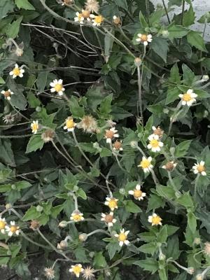 <a href="https://taieol.tw/muse/digi_object/002b27cc95493d5d171ac3a20ee910af" target="_blank">長柄菊／By：shanflyingbird／iNaturalist</a>