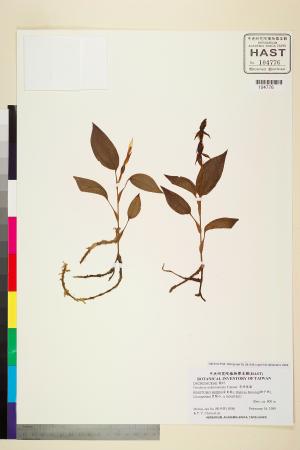 <a href="https://brmas.openmuseum.tw/muse/digi_object/abccd0ff86eadae12cb559f03be3badb" target="_blank">哥綠懷蘭／中央研究院生物多樣性研究博物館植物標本館 (HAST)</a>