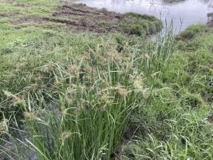 <a href="https://taieol.tw/muse/digi_object/12a0431b7e0cbcca7dbaa3edf6dc7fcd" target="_blank">茳芏／By：vole／iNaturalist</a>