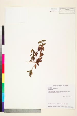 <a href="https://brmas.openmuseum.tw/muse/digi_object/abf86336aca6e009f5dd19b615e53c1e" target="_blank">繩黃麻／中央研究院生物多樣性研究博物館植物標本館 (HAST)</a>