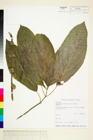 <a href="https://brmas.openmuseum.tw/muse/digi_object/ac0680e2f0bf1090dbdbc6cf57ccbe99" target="_blank">絨萼舞子草／中央研究院生物多樣性研究博物館植物標本館 (HAST)</a>