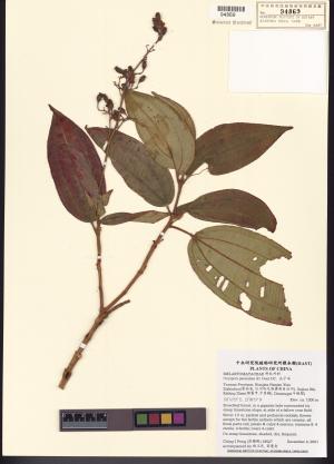 <a href="https://brmas.openmuseum.tw/muse/digi_object/ac0d42b7caa1e39673244c194d49f8b6" target="_blank">尖子木／中央研究院生物多樣性研究博物館植物標本館 (HAST)</a>
