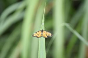 <a href="https://taieol.tw/muse/digi_object/37651dc8d9d24383f9c7f9b68923cfa0" target="_blank">Acraea issoria／By：rururubisco／iNaturalist</a>