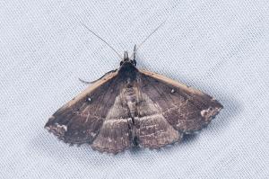 110605 台北 烏來 孝義 58 Adrapsa ablualis Walker, 1859_800ori