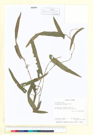 <a href="https://brmas.openmuseum.tw/muse/digi_object/ac37e9cf62a48303fd8361fdb39e0efc" target="_blank">台灣馬兜鈴／中央研究院生物多樣性研究博物館植物標本館 (HAST)</a>