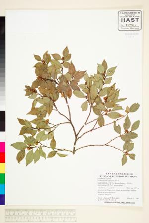 <a href="https://brmas.openmuseum.tw/muse/digi_object/ac4e0a879c95178a99a4165395db043f" target="_blank">內苳子／中央研究院生物多樣性研究博物館植物標本館 (HAST)</a>