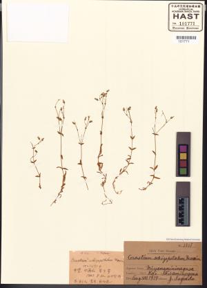 <a href="https://brmas.openmuseum.tw/muse/digi_object/ac6cdfe1767f7073a3cfe5f822eecaa6" target="_blank">卷耳屬／中央研究院生物多樣性研究博物館植物標本館 (HAST)</a>