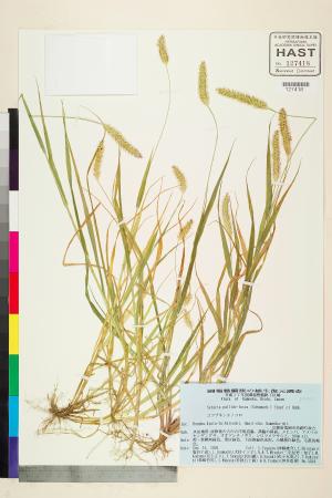 <a href="https://brmas.openmuseum.tw/muse/digi_object/ac7ecfd1074fa728e30ae9ba82839341" target="_blank">褐毛狗尾草／中央研究院生物多樣性研究博物館植物標本館 (HAST)</a>
