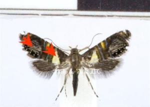<a href="https://taieol.tw/muse/digi_object/2874787de4445a23225861e15a8d49ed" target="_blank">Glyphipterix marinae／By：施禮正／臺灣蛾訊 MOTHS of Taiwan</a>