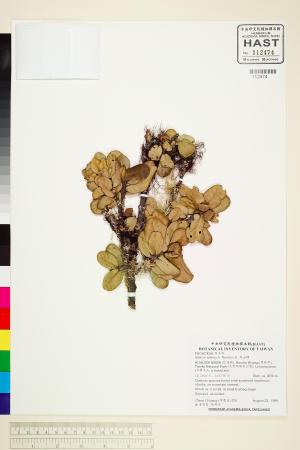 <a href="https://brmas.openmuseum.tw/muse/digi_object/ad13c2b7abdcdaaed2d075e6917197b6" target="_blank">高山櫟／中央研究院生物多樣性研究博物館植物標本館 (HAST)</a>