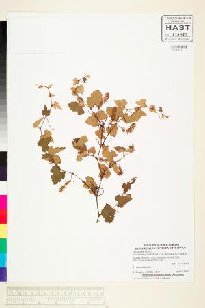 <a href="https://brmas.openmuseum.tw/muse/digi_object/ad24d9de2fab353413283ac3e553eb05" target="_blank">小葉葡萄／中央研究院生物多樣性研究博物館植物標本館 (HAST)</a>