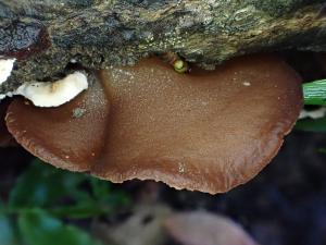 <a href="https://taieol.tw/muse/digi_object/0fc0b95bcae22f0e6f6a55492d771282" target="_blank">皺木耳／By：balawu／iNaturalist</a>