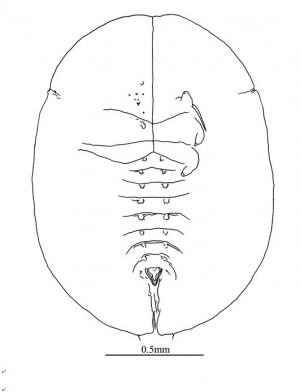 Bemisia pongamiae  Takahashi, 1931