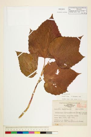 <a href="https://brmas.openmuseum.tw/muse/digi_object/ad387cc38fbf10737234e3b49f93d99a" target="_blank">蟲屎／中央研究院生物多樣性研究博物館植物標本館 (HAST)</a>