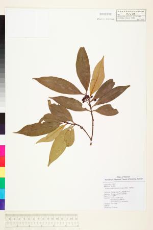 <a href="https://brmas.openmuseum.tw/muse/digi_object/ad4e598e165ebdca622d63ec1a68cbd6" target="_blank">茜草樹(龍蝦)／中央研究院生物多樣性研究博物館植物標本館 (HAST)</a>