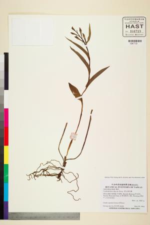 <a href="https://brmas.openmuseum.tw/muse/digi_object/ad52e37e53b76f746842e94b70eeefd5" target="_blank">高山頭蕊蘭／中央研究院生物多樣性研究博物館植物標本館 (HAST)</a>