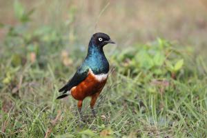 <a href="https://taieol.tw/muse/digi_object/901e44b3d432cf2dc46033f269923910" target="_blank">栗頭麗椋鳥／By：李豐曉／臺灣物種名錄(TaiCOL)</a>