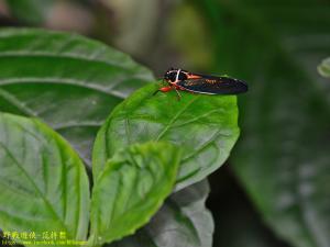 <a href="https://taieol.tw/muse/digi_object/ee012dbef99a41c0c3eb0e25c7db0f5d" target="_blank">紅腳黑翅蟬／By：kinmatsu／iNaturalist</a>
