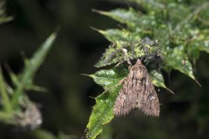 <a href="https://taieol.tw/muse/digi_object/d6da4bdc136bf8a29f8ed0caeed08e55" target="_blank">Apamea aquila／By：papilioshih／iNaturalist</a>