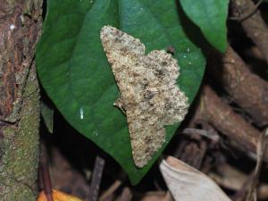<a href="https://taieol.tw/muse/digi_object/decc971dd8410ea7fbc3c713df19768b" target="_blank">Racotis boarmiaria／By：max822／iNaturalist</a>