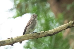 <a href="https://taieol.tw/muse/digi_object/42714eb84675d3b10f25ecac5ecfb84e" target="_blank">烏鶲／By：bentsai／iNaturalist</a>