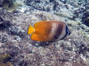 <a href="https://taieol.tw/muse/digi_object/abcc82dafc8b295ae01da49b90eb8089" target="_blank">克氏蝴蝶魚／By：langzi／iNaturalist</a>