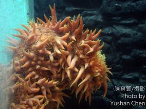 <a href="https://taieol.tw/muse/digi_object/1893b8dfe33c450983f36e85de6887f6" target="_blank">梅花參／By：陳育賢／陳育賢</a>