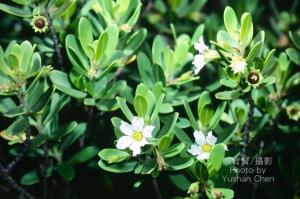 <a href="https://taieol.tw/muse/digi_object/f6b4501426311f30a1fb96b83266d7d5" target="_blank">水芫花／By：陳育賢／臺灣物種名錄(TaiCOL)</a>