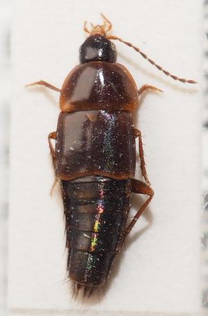 Tachinus-taiwanensis_2