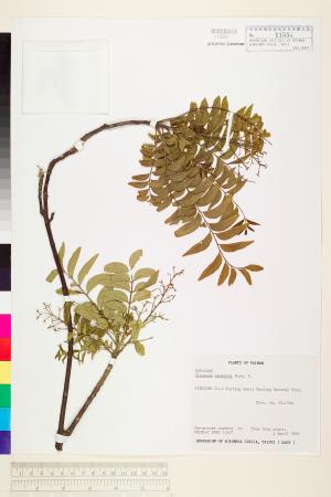 <a href="https://brmas.openmuseum.tw/muse/digi_object/ada6fa959ea6bd482cfb561f68243a37" target="_blank">過山香／中央研究院生物多樣性研究博物館植物標本館 (HAST)</a>