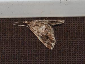 <a href="https://taieol.tw/muse/digi_object/7d683a3d1eda26dea26ca3e36c40c21f" target="_blank">Paracymoriza vagalis／By：max822／iNaturalist</a>