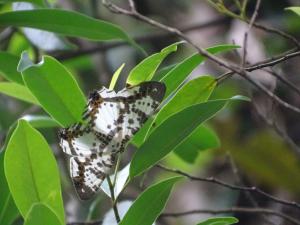 <a href="https://taieol.tw/muse/digi_object/43e474427f23d4c332e4ae3c7b986978" target="_blank">Chorodna moorei／By：leenancy／iNaturalist</a>