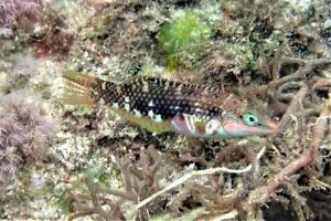 <a href="https://taieol.tw/muse/digi_object/4d51c154f9da936e719a875bc248b446" target="_blank">斑點海豬魚／By：capricornis／iNaturalist</a>