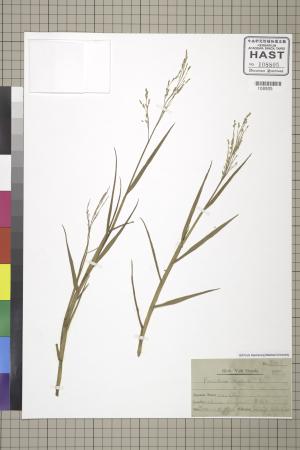 <a href="https://brmas.openmuseum.tw/muse/digi_object/adbf0460fe393559e181af8bf55c1e82" target="_blank">舖地黍／中央研究院生物多樣性研究博物館植物標本館 (HAST)</a>