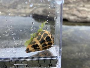 <a href="https://taieol.tw/muse/digi_object/328e55dbb6b70e9f2a747c5ebb41ca00" target="_blank">斑芋螺／By：shanchunwu／iNaturalist</a>