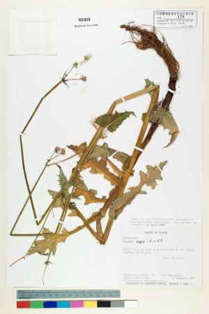 <a href="https://brmas.openmuseum.tw/muse/digi_object/ae048cdd3f016cf4c4fe1f000fa12034" target="_blank">鬼苦苣菜／中央研究院生物多樣性研究博物館植物標本館 (HAST)</a>