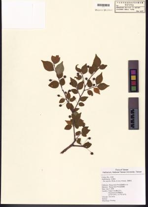 <a href="https://brmas.openmuseum.tw/muse/digi_object/ae1b1cea15642940a927b37b45e52699" target="_blank">燈稱花／中央研究院生物多樣性研究博物館植物標本館 (HAST)</a>