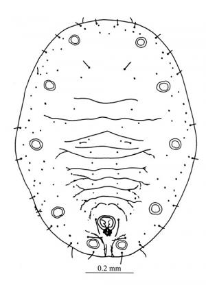 Dialeuropora decempuncta  (Quaintance & Baker, 1917)