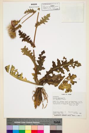 <a href="https://brmas.openmuseum.tw/muse/digi_object/ae2afd8e3e8b9b8f290f7ae6034ae39d" target="_blank">南國小薊／中央研究院生物多樣性研究博物館植物標本館 (HAST)</a>