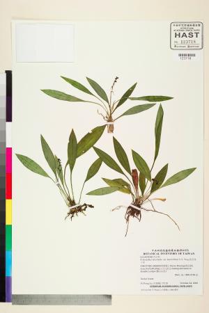 <a href="https://brmas.openmuseum.tw/muse/digi_object/ae3b6302f54af9d72fcaa838163949d1" target="_blank">高氏球子草／中央研究院生物多樣性研究博物館植物標本館 (HAST)</a>