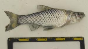 <a href="https://taieol.tw/muse/digi_object/29580ac69009fc9b1f4ad687ea144f26" target="_blank">羅漢魚／By：maxhsieh／iNaturalist</a>