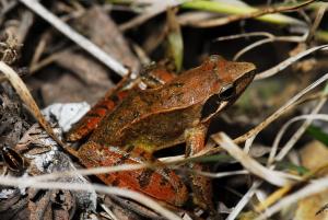 <a href="https://taieol.tw/muse/digi_object/b0feebf24adcc659c3adb1cf1d736e38" target="_blank">長腳赤蛙／By：chonhang／iNaturalist</a>
