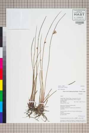 <a href="https://brmas.openmuseum.tw/muse/digi_object/ae42e58ea54caadecf529c44a02abc35" target="_blank">燈心草／中央研究院生物多樣性研究博物館植物標本館 (HAST)</a>