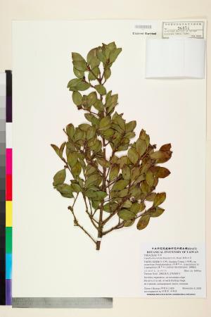 <a href="https://brmas.openmuseum.tw/muse/digi_object/ae43b88f208bce61cb2c54e668861728" target="_blank">短柱山茶／中央研究院生物多樣性研究博物館植物標本館 (HAST)</a>