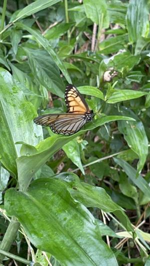 <a href="https://taieol.tw/muse/digi_object/f041bdcad4652efd8086536cf3d79169" target="_blank">Acraea issoria／By：yuanpoem／iNaturalist</a>