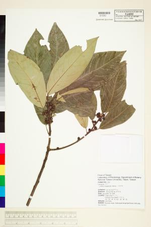 <a href="https://brmas.openmuseum.tw/muse/digi_object/ae4f8865fb247c753c545921236b7040" target="_blank">大香葉樹／中央研究院生物多樣性研究博物館植物標本館 (HAST)</a>