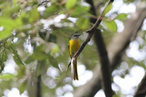 <a href="https://taieol.tw/muse/digi_object/55b1ea7f15e9d6c6ac900a089f076792" target="_blank">灰喉山椒鳥／By：modrawnu1984／iNaturalist</a>